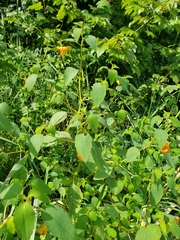 Impatiens capensis