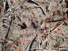 Cicindela fulgida