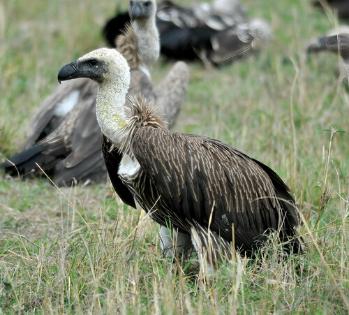 Buitre dorsiblanco africano (Gyps africanus)