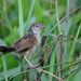 Indian Grassbird - Photo (c) drongo boy @中国野鸟图库, some rights reserved (CC BY-NC-SA)