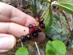 Miconia sericea