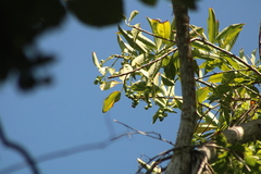 Ehretia tinifolia