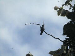 Heliomaster longirostris