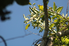 Ehretia tinifolia