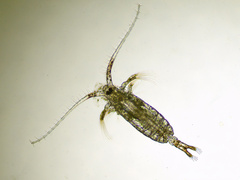 Pontellidae