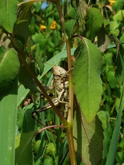 Melanoplus differentialis