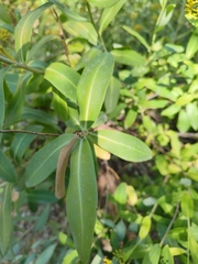Bupleurum fruticosum