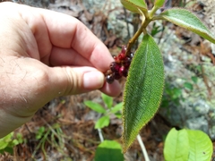 Miconia sericea