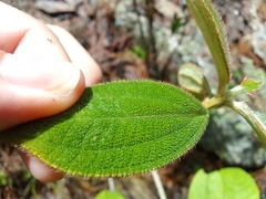 Miconia sericea
