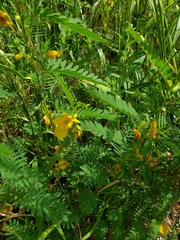 Chamaecrista fasciculata
