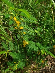 Chamaecrista fasciculata