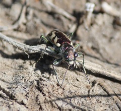 Cicindela fulgida