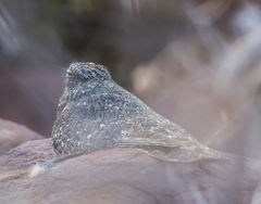 Caprimulgus tristigma