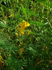 Chamaecrista fasciculata