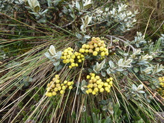 Monticalia andicola