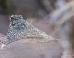 Caprimulgus tristigma