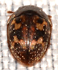 Cryptarcha strigatula