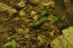 Sceloporus siniferus