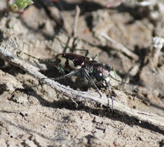 Cicindela fulgida