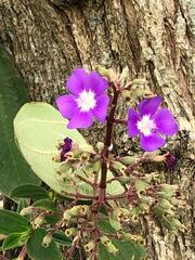 Pleroma heteromallum