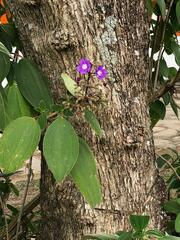 Pleroma heteromallum