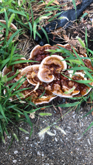 Ganoderma sessile