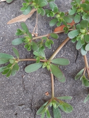 Portulaca oleracea