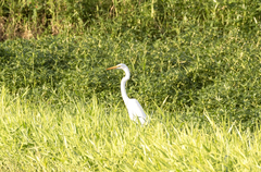 Ardea alba