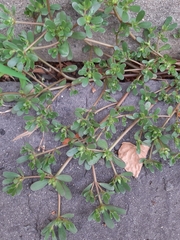 Portulaca oleracea