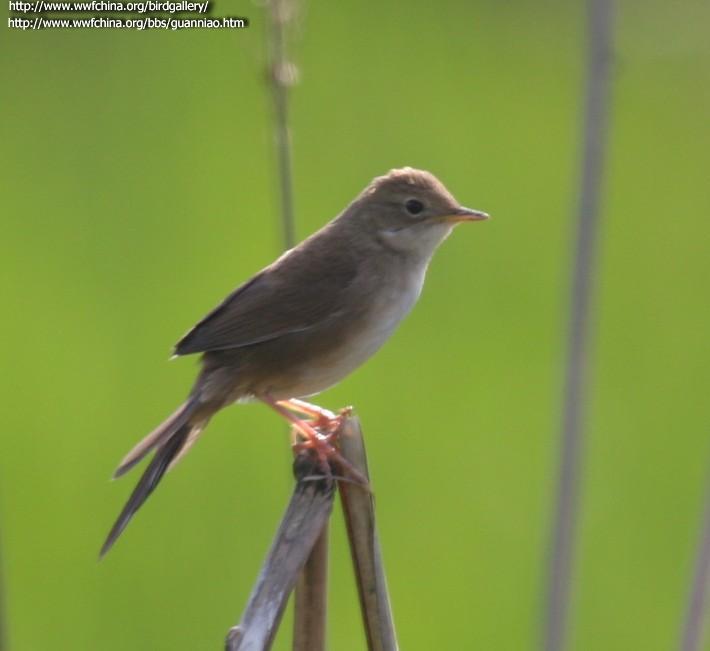 Brown-flanked Bush Warbler, Animal Database