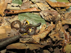 Erythrolamprus oligolepis