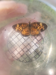 Phyciodes tharos