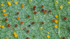 Phyllactinia guttata