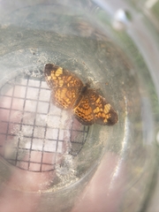 Phyciodes tharos