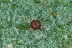 Phyllactinia guttata
