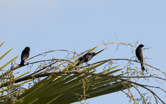 Molothrus bonariensis