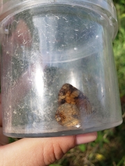 Phyciodes tharos