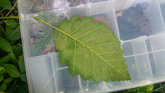 Phyllactinia guttata
