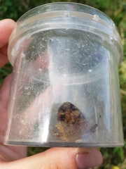 Phyciodes tharos
