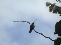 Heliomaster longirostris
