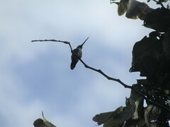 Heliomaster longirostris
