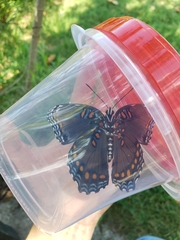 Limenitis arthemis astyanax
