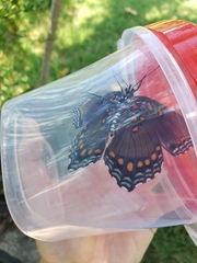 Limenitis arthemis astyanax