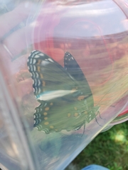 Limenitis arthemis astyanax