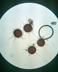 Phyllactinia guttata