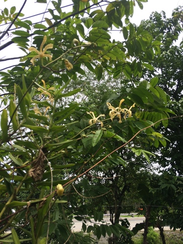 Arachnis flos-aeris, photograph 3