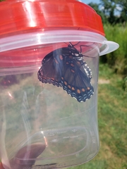Limenitis arthemis astyanax
