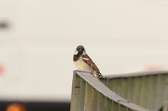Passer domesticus