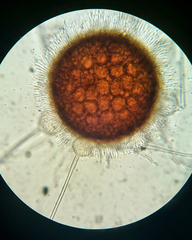 Phyllactinia guttata