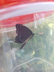 Limenitis arthemis astyanax